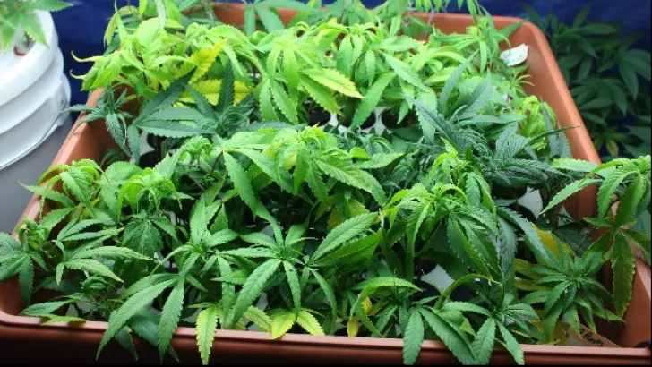 VIDEO Cultivau cannabis, în curte, la Cârligele!