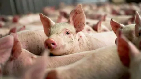 Vrânceni sancționați pentru că au transportat și vândut porci fără documente legale