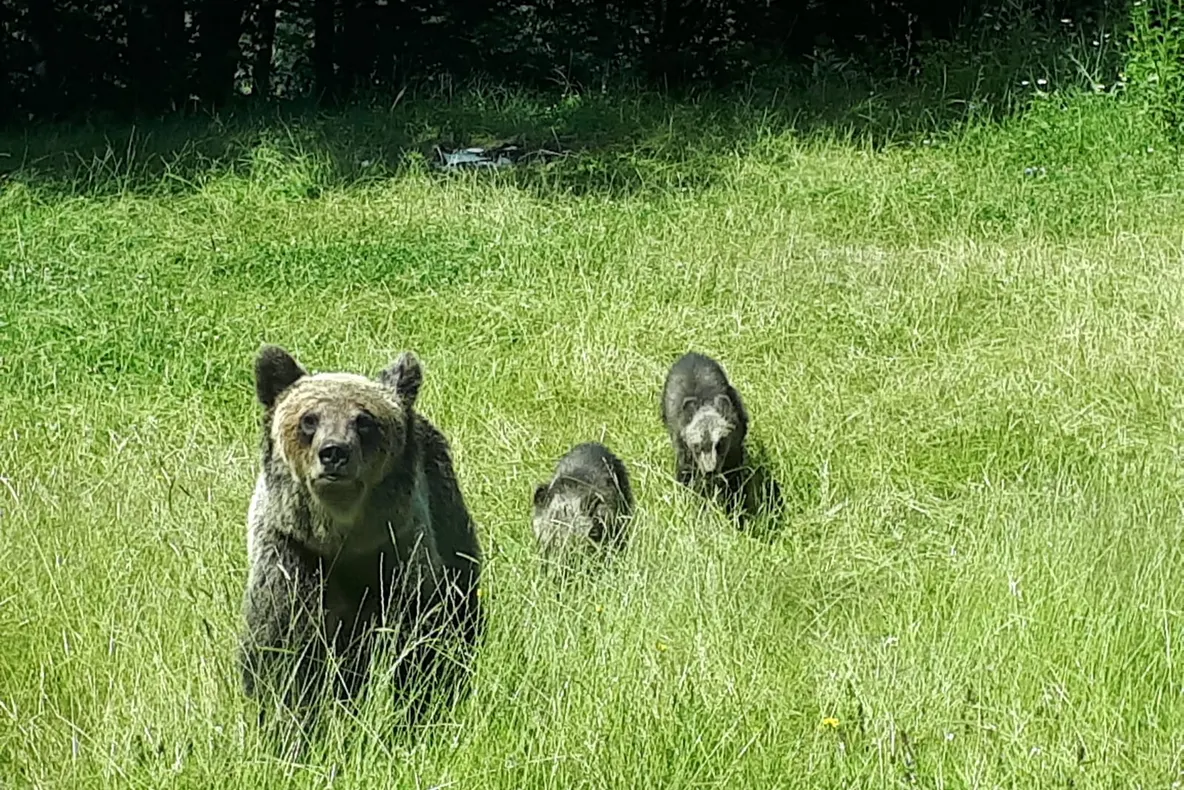 Stână din Vidra, atacată de o ursoaică și doi pui