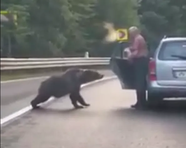 VIDEO NU MAI HRĂNIȚI URȘII! Un vrâncean s-a apropiat periculos de mult pentru a hrăni un urs