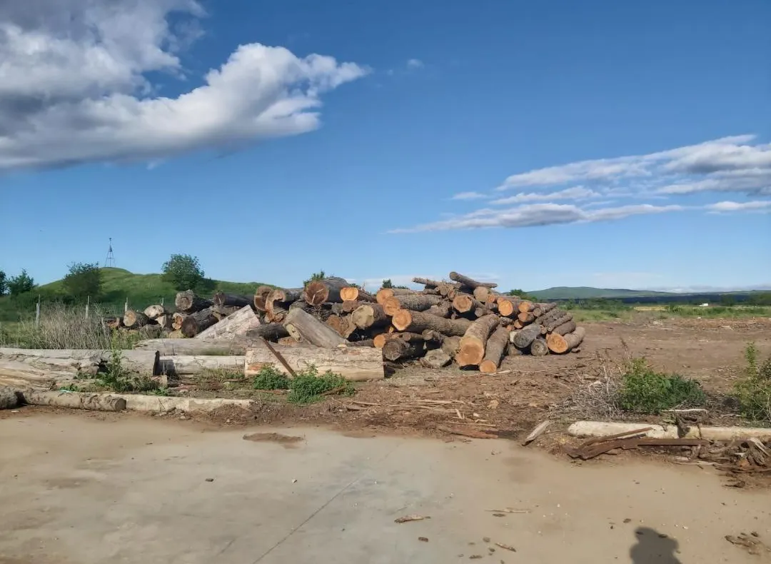 Descinderi la toporatorii din Vrancea - confiscări, amenzi și dosare penale în domeniul silvic