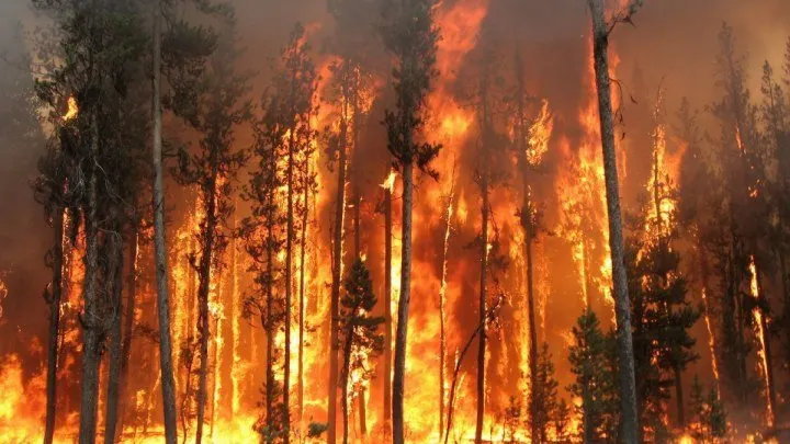 ULTIMA ORĂ Incendiu puternic la o plantație de pini din comuna vrânceană Bârsești