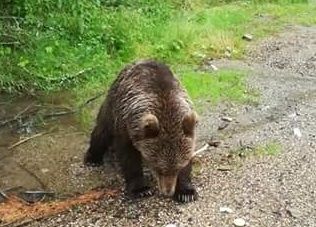 VIDEO Ursulețul de la Lepșa, din ce în ce mai des în calea oamenilor