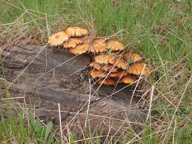 ULTIMA ORĂ  Alertă la Cîrligele. O persoană plecată după ciuperci, de negăsit