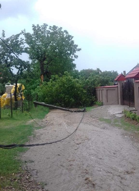 ULTIMA ORĂ  Nuc trăsnit în Păunești, unde plouă cu găleata