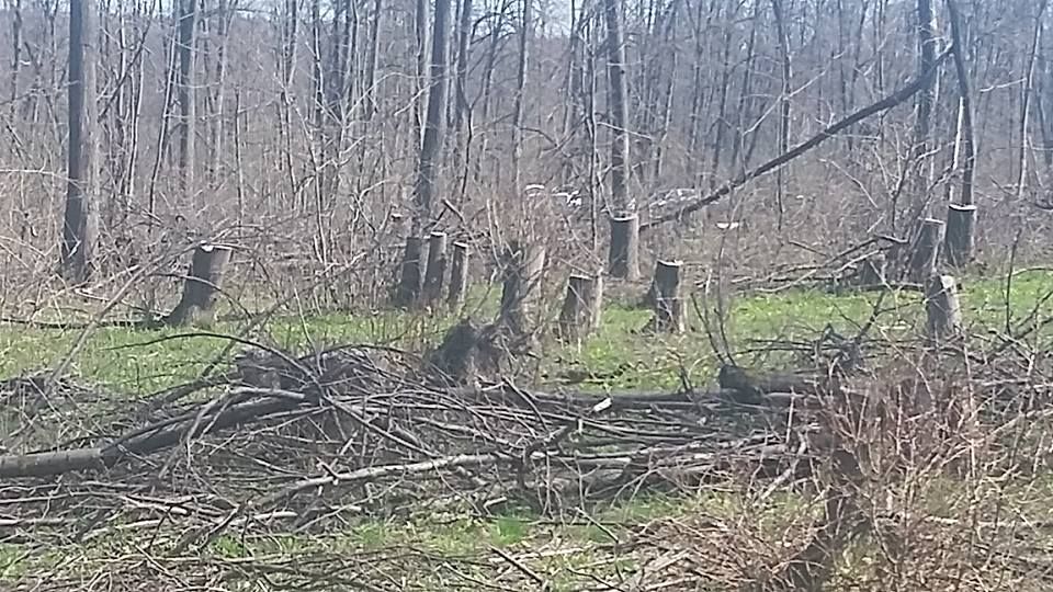 Un condamnat pentru tăieri ilegale de arbori, dus cu mandat la închisoare