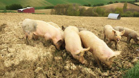 O nouă suspiciune de pestă porcină africană în Vrancea. De data aceasta, la o gospodărie din Golești