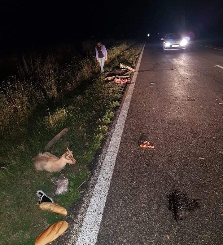 FOTO  Căruțași din Măicănești, spulberați în județul Brăila