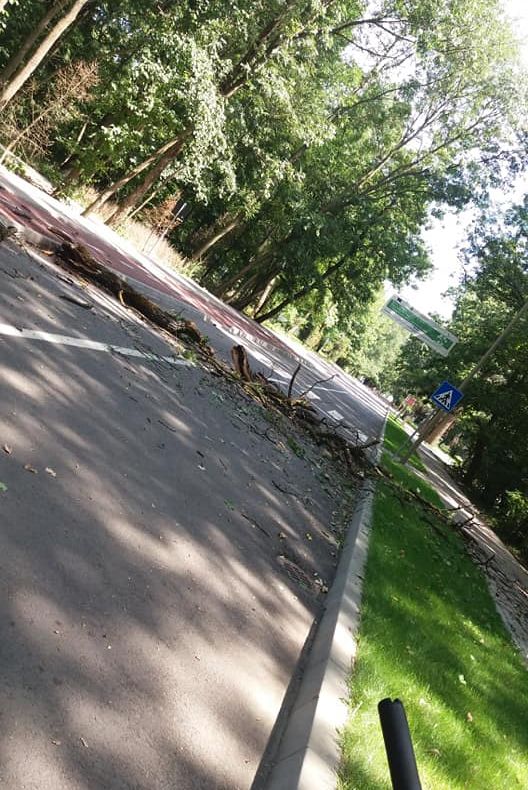FOTO  O familie de focșăneni a scăpat ca prin urechile acului de un copac căzut în urma lor