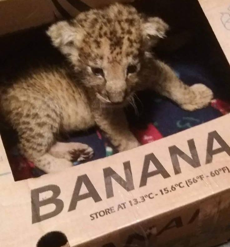 Ce mai vând românii: puiuț de leu ținut în portbagajul mașinii, spre vânzare