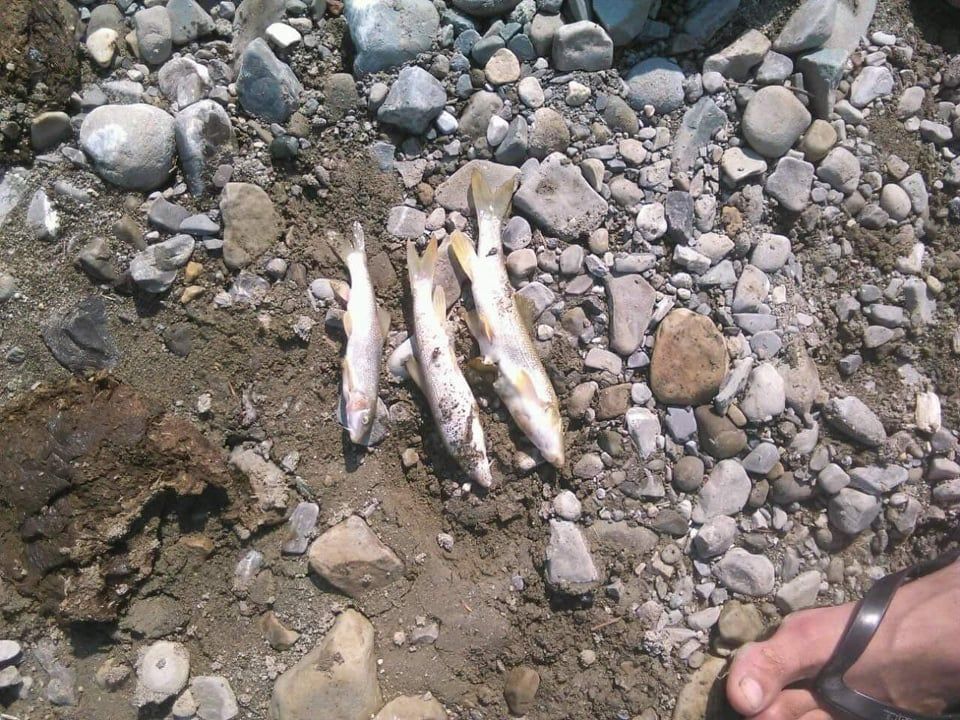 STOPAȚI POLUAREA CAUZATĂ DE GATERE! Pești morți pe Valea Nărujei. Autoritățile se fac că nu văd fenomenul