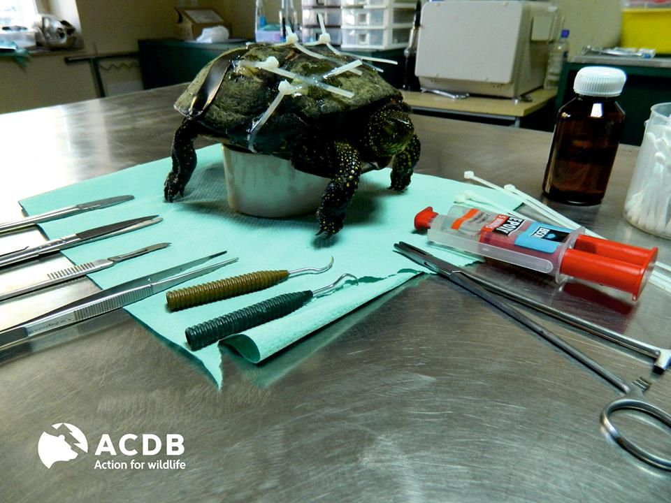 Specialiștii ACDB încearcă să repună pe picioare o țestoasă rănită grav