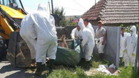 ULTIMA ORĂ   Suspiciune de pestă porcină africană la Lespezi, Homocea