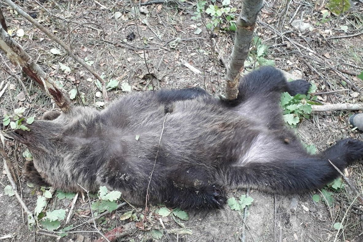 Ursul găsit în laț la Nistorești a fost eliberat, dar i s-a amputat laba din dreapta, din cauza rănii