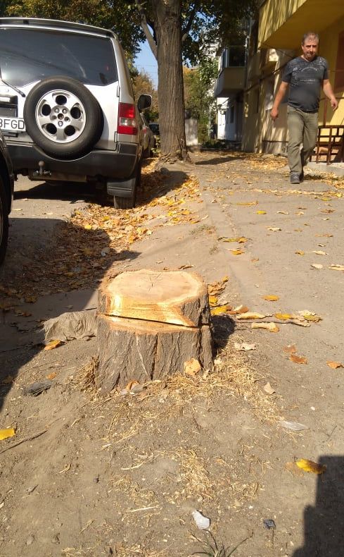 DOCUMENT OFICIAL: Primăria Focșani a tăiat arborii din oraș fără aviz de la Agenția de Protecție a Mediului Vrancea