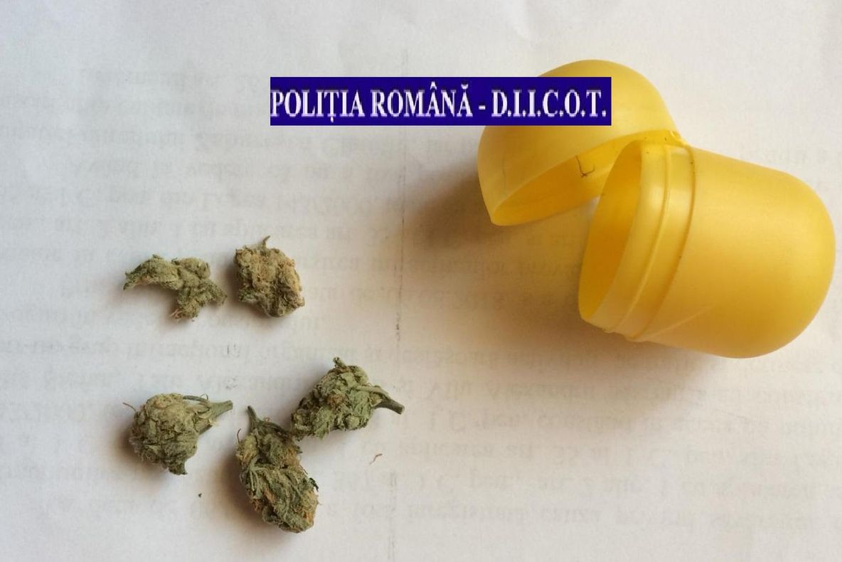 VIDEO Un focșănean cultiva cannabis în curte. El a fost săltat de mascați