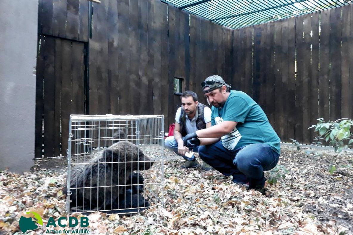 Ursuleț lovit de tren, îngrijit la Focșani