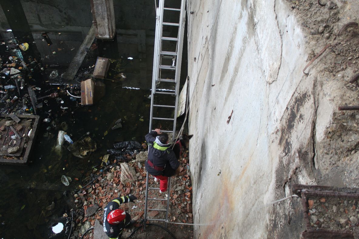 FOTO-VIDEO   Pompierii au salvat un câine lup, căzut într-o groapă