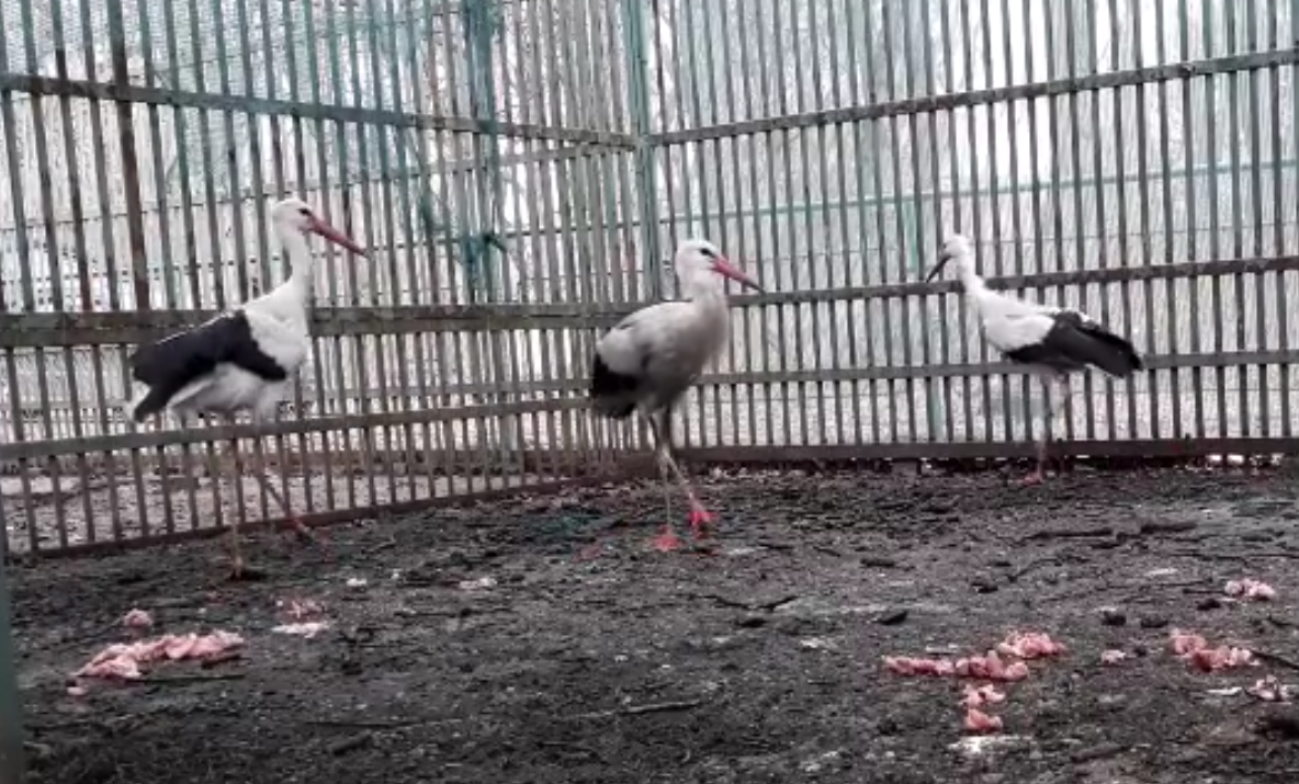 VIDEO: Patru berze găsite electrocutate și căprioara Gina vor fi îngrijite de specialiștii ACDB pe timpul iernii