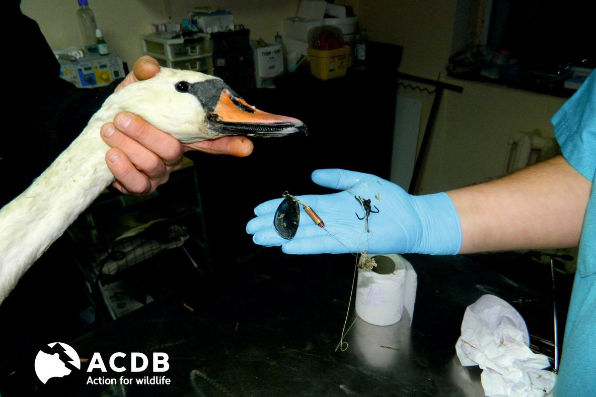 FAPTE BUNE Lebădă salvată de specialiștii de la Centrul pentru Reabilitarea Faunei Sălbatice și eliberată în natură