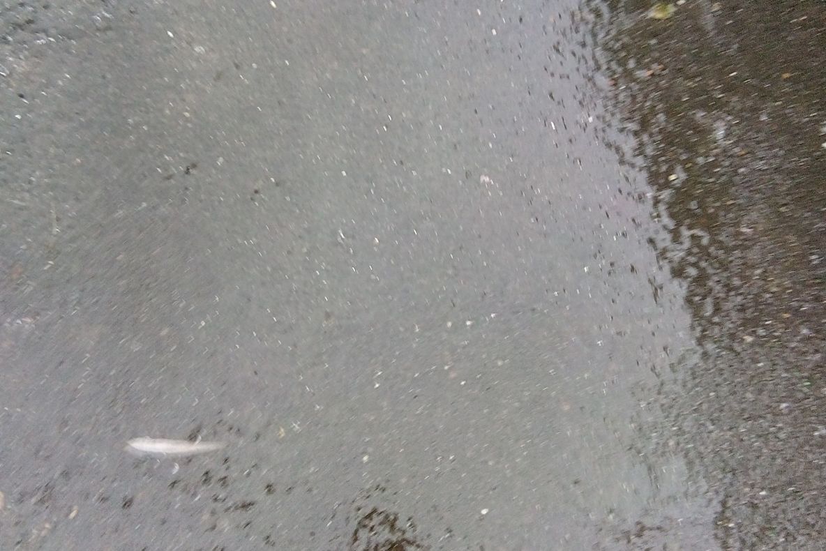 ULTIMA ORĂ   Cod portocaliu de polei în județul Vrancea