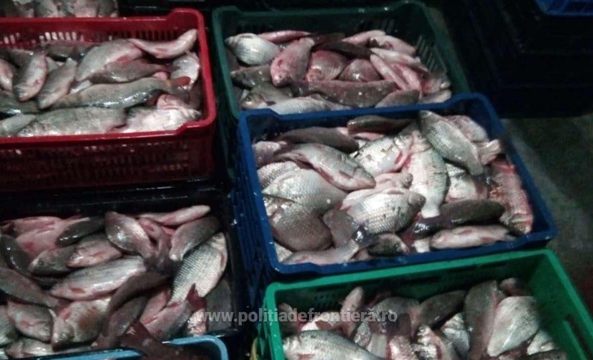 Vrâncean prins de polițiștii de frontieră cu sute de kilograme de pește viu, fără documente