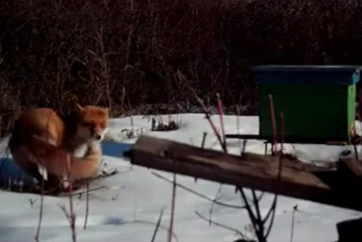 VIDEO Vulpe surprinsă bucurându-se de o zi însorită