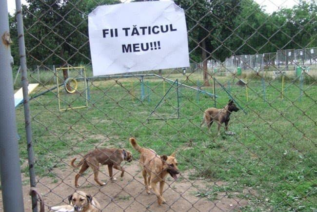 Târg de adopție pentru câinii fără stăpân: ”Fii tăticul meu!”