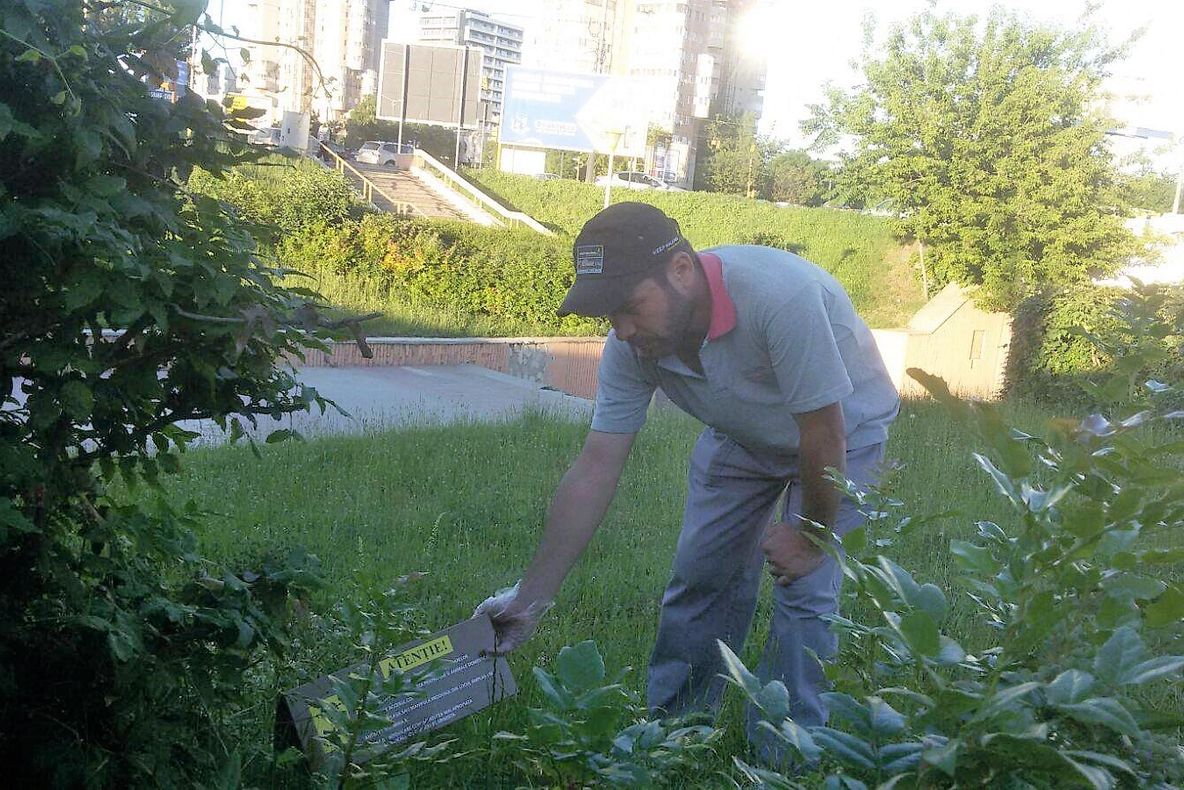 Șobolanii, ”vânați” de oamenii de la deratizare