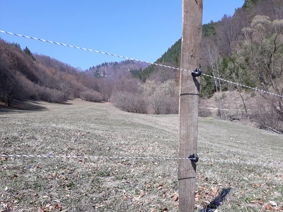 FOTO  Lupii au atacat la Lepșa. Wolflife a montat garduri electrice de protecție