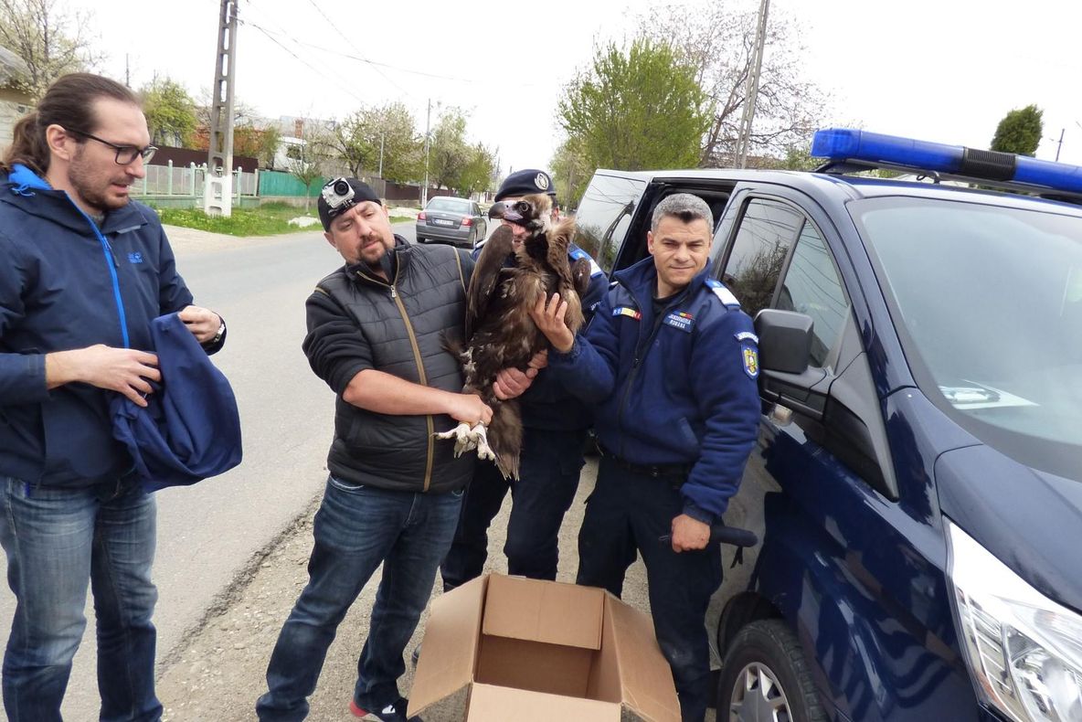 IMPRESIONANT Un vrâncean s-a trezit cu unul dintre puținii vulturi pleșuvi negri, din Europa, în curte! Pasărea va fi îngrijită de ACDB Focșani