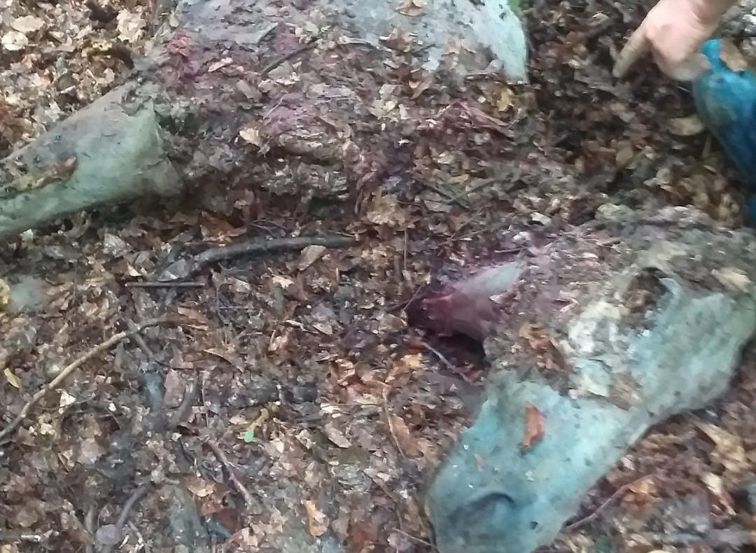 FOTO   Cal sfâșiat de urs, la Reghiu