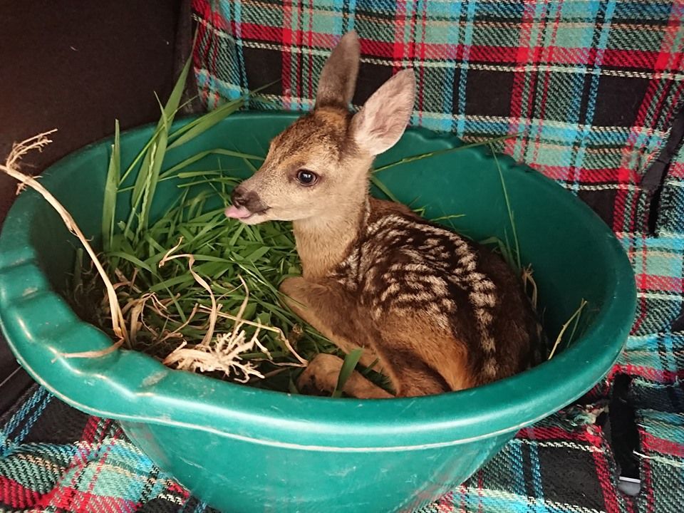 FOTO  Pui de căprior, ajuns în grija Centrului de Reabilitare Focșani