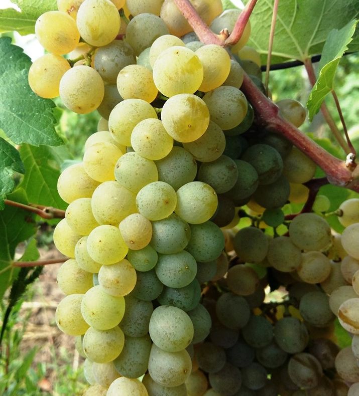 A apărut, oficial, un soi nou de struguri - ”Vrancea”
