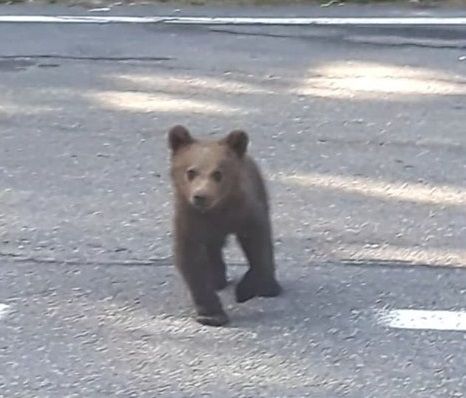 VIDEO Întâlnirile turiștilor cu urșii sunt din ce în ce mai dese, pe DN2D Focșani- Ojdula