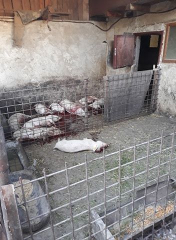 Institutul de Diagnostic și Sănătate Animală București a confirmat prezența virusului pestei porcine africane la Homocea