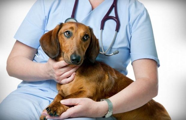 Campanie de sterilizare gratuită a câinilor cu și fără stăpân în Focșani