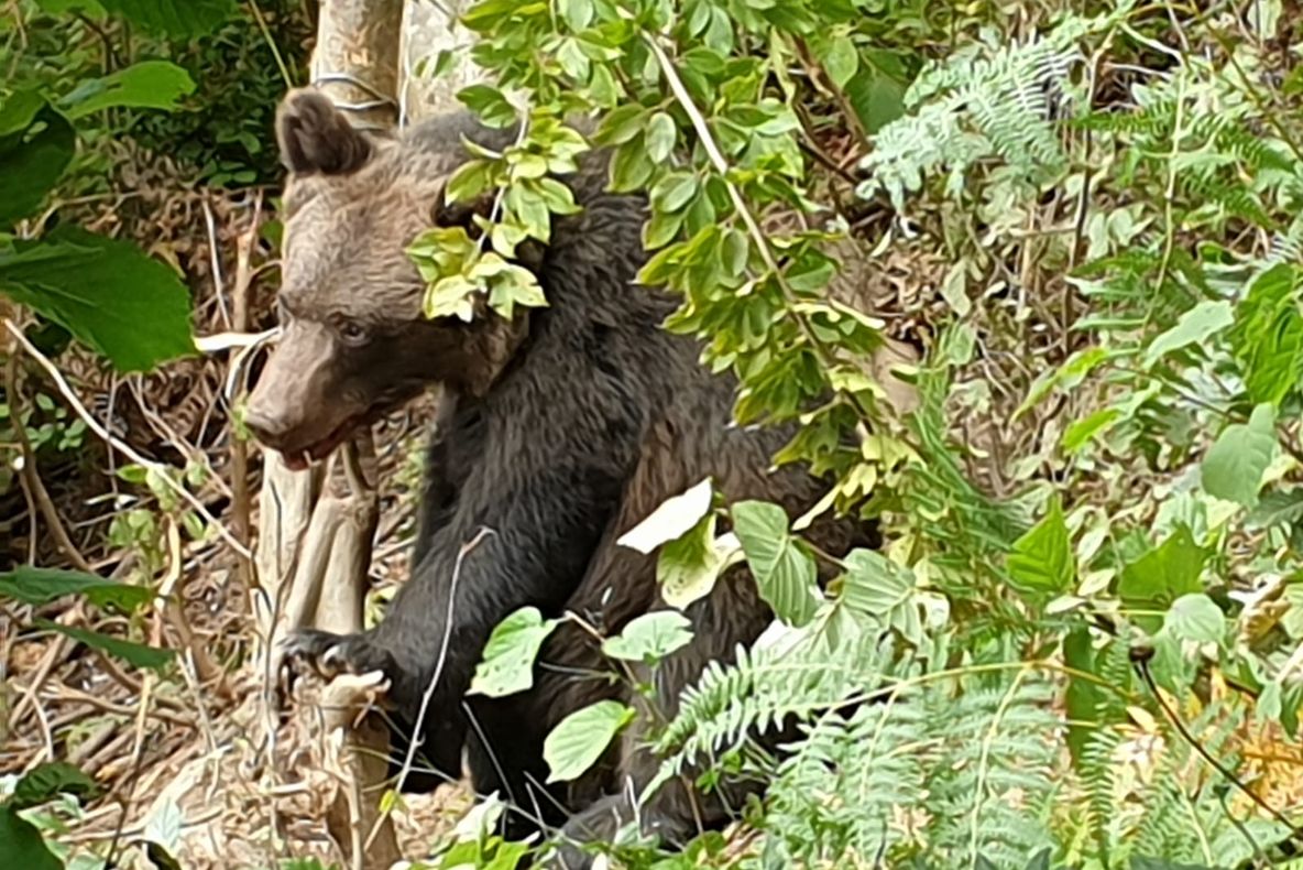 FOTO   Un urs a stat în laț, la Coza, aproape 24 de ore. Animalul a fost păzit de jandarmi