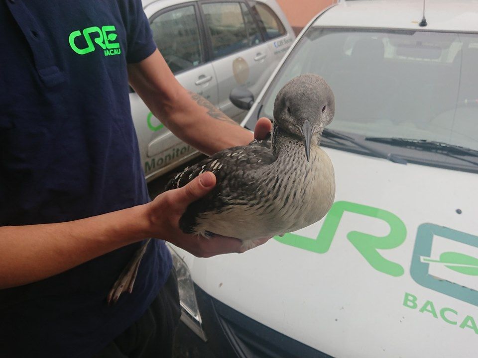FOTO   Pasăre rară, rănită, adusă de la Bacău la Centrul pentru Reabilitarea Faunei Sălbatice Petrești