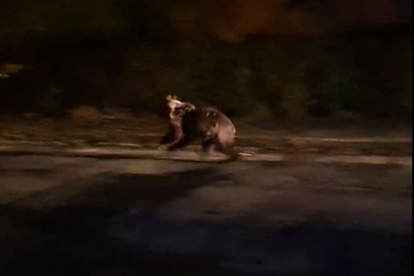 Urs captiv în gardul unei grădini, la Valea Sării