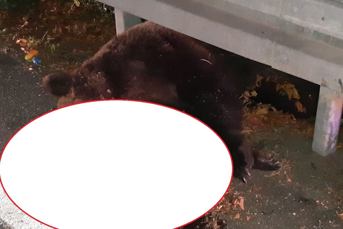 Un urs a fost spulberat de o mașină în Tulnici. Jandarmii i-au păzit trupul inert