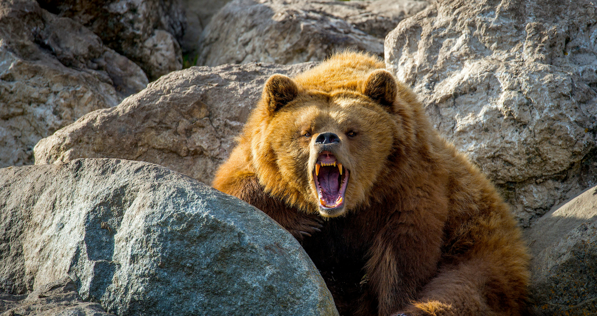 ULTIMA ORĂ Trei săteni din Cîmpuri, atacați de urs, unul în stare gravă. Sătenii, revoltați, au omorât animalul cu topoarele