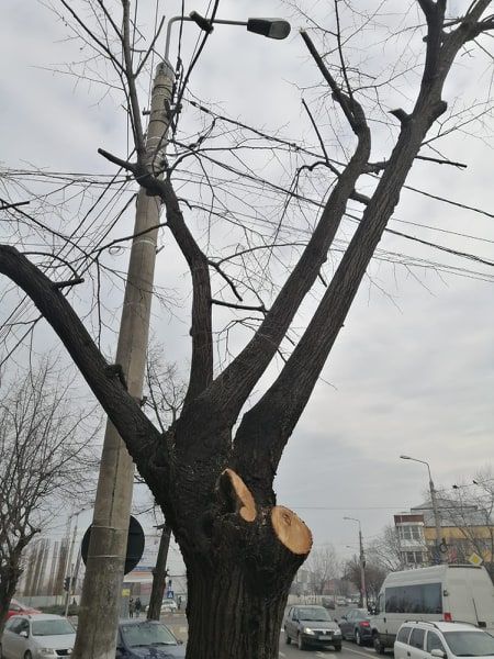 ALERTĂ Primăria Focșani masacrează teii din oraș, fără avize de mediu, sub pretextul unei "toaletări"