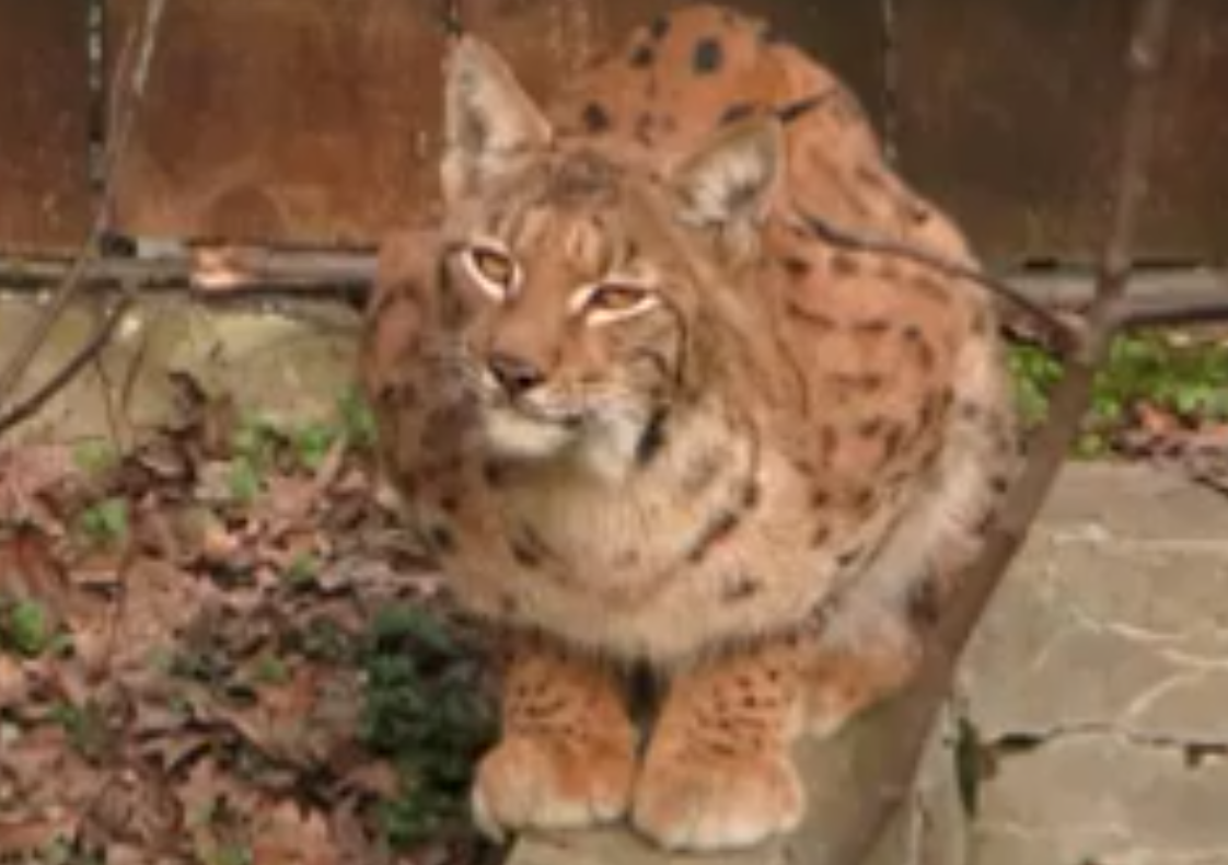 VIDEO Un superb exemplar de râs, capturat în Soveja, va fi mutat în Slovenia