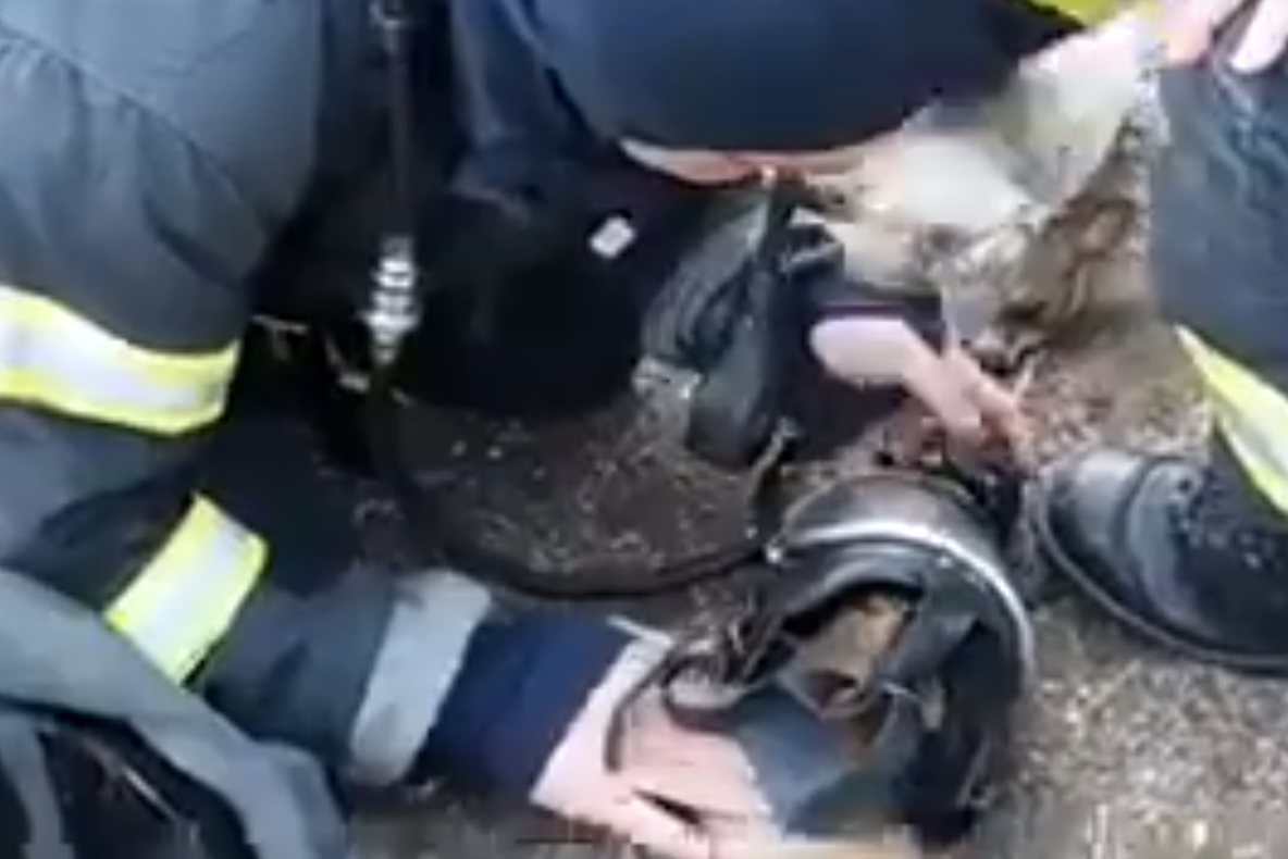 VIDEO IMPRESIONANT Pompierii odobeșteni au salvat 3 căței și o pisică de la incendiu