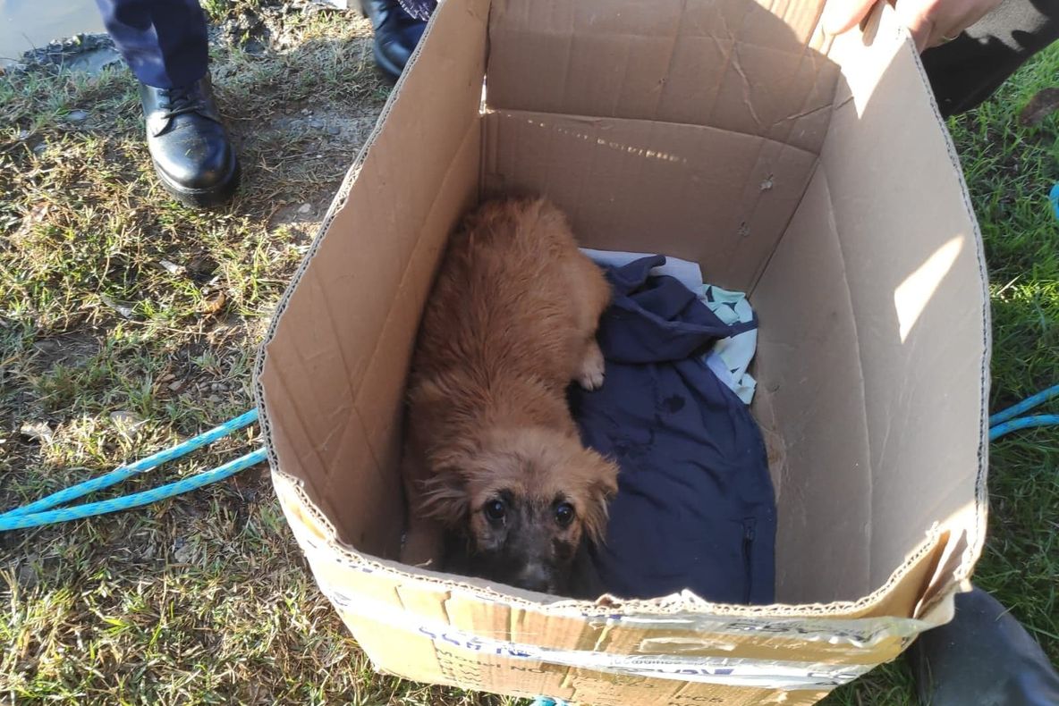 VIDEO Cățeluș salvat de pompieri dintr-o fântână