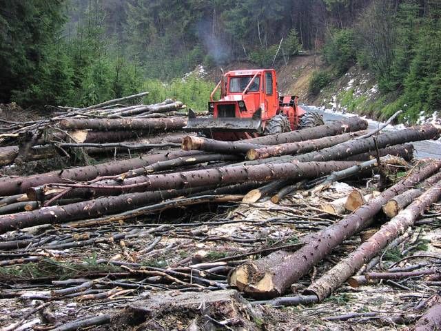 VIDEO Percheziții de amploare la toporatorii din Vrancea. Sunt vizați tăietorii din Negrilești, Năruja și Nereju