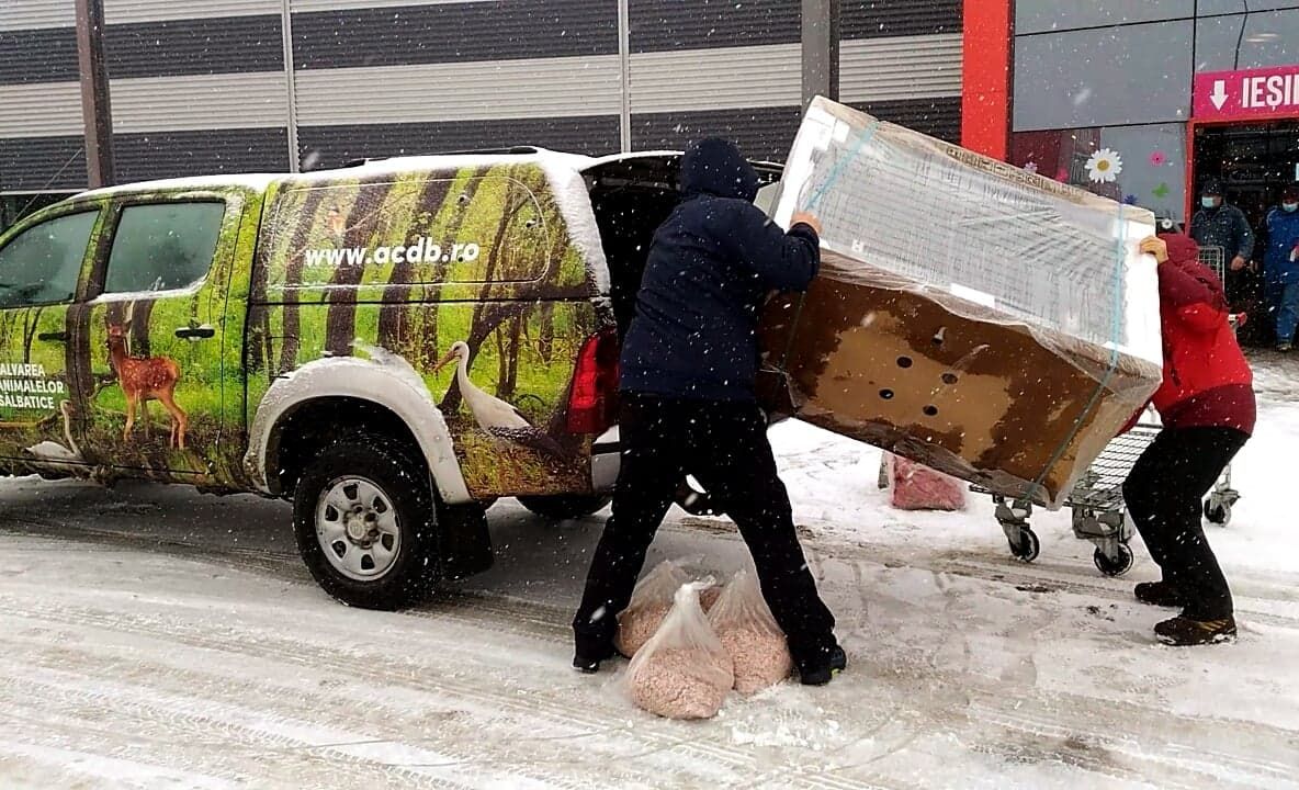 O firmă de prelucrare a cărnii a donat o ladă frigorifică pentru hrana carnivorelor de la ACDB