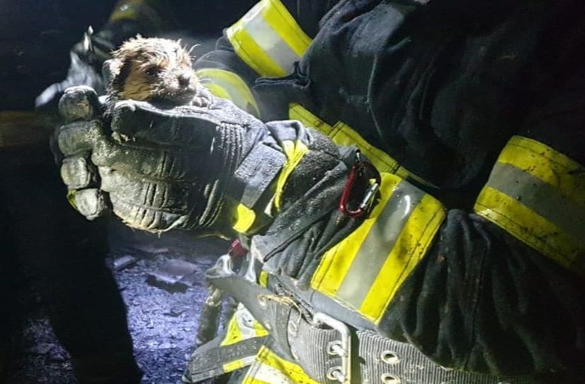 Un om a murit într-un incendiu la Nănești. Pompierii au reușit să salveze trei cățeluși