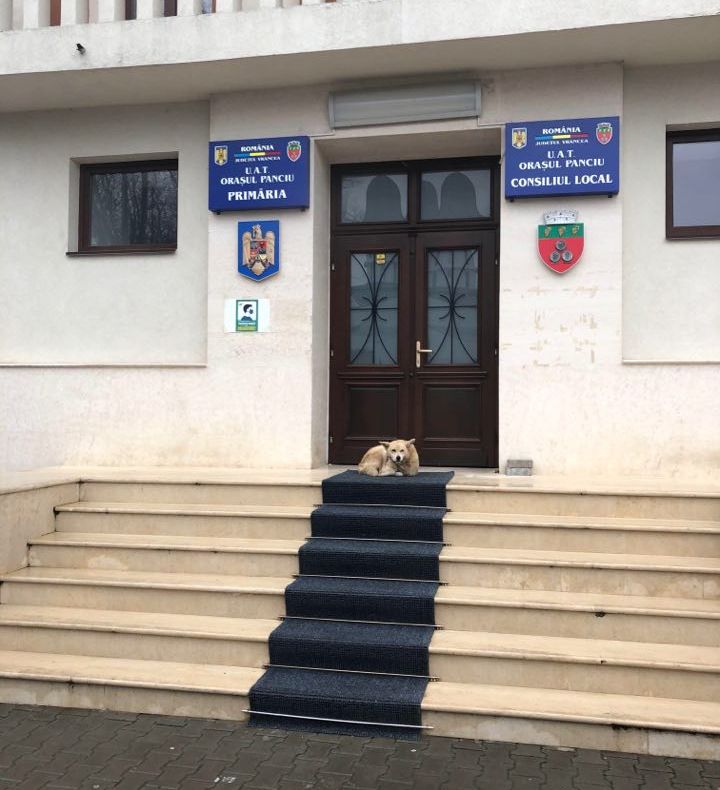 Premieră în România - Careul de "ași penali" - orașul cu patru primari anchetați penal, consecutiv